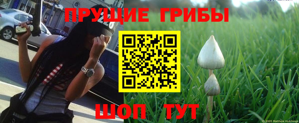 Галлюциногенные грибы MAGIC MUSHROOMS Заречный